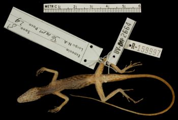 Media type: image;   Herpetology R-159997